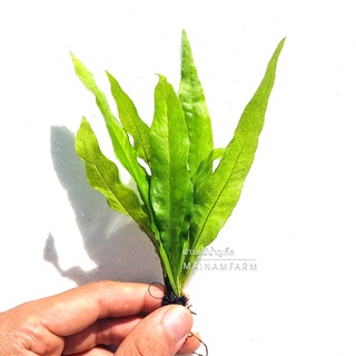 รากดำ เฟิร์นน้ำ (java fern) - MICROSORUM PTEROPUS ต้นไม้น้ำ