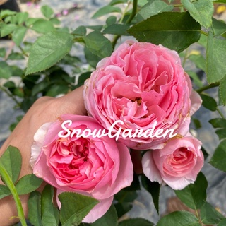 กุหลาบ 🌹 Eckart Witzigman เอ็ดการ์ด วิทซิกมัน  หอม ทรงถ้วยสีชมพูสวย