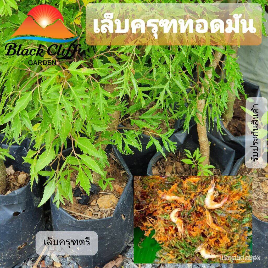 อินทรีย์ ใหม่ สายพันธุ์ เมล็ดพันธุ์คุณภาพสูงในสต็อกในประเทศไทยต้นเล็บครุฑตรีหรือเล็บครุฑทอดมัน กิ่งพันธุ์ ต้นไม้ ไม้ผล ต