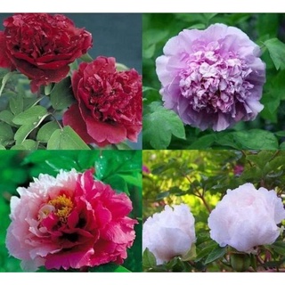 20 เมล็ด เมล็ดโบตั๋น ดอกโบตั๋น ดอกพีโอนี (Peony)