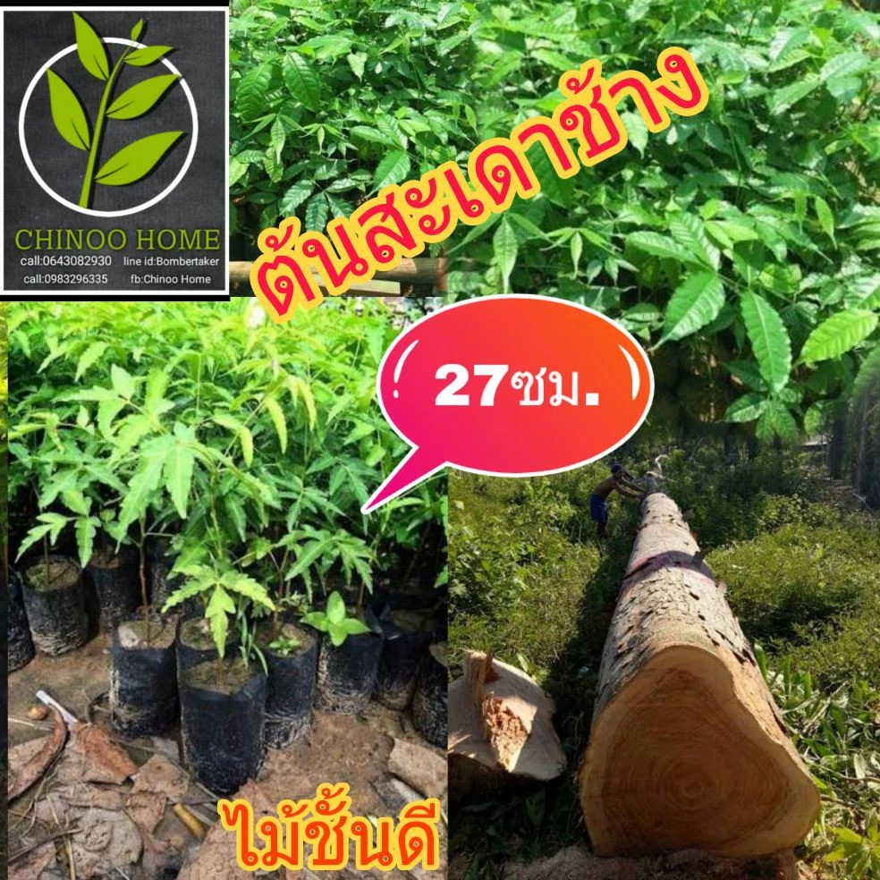 ต้นสะเดาช้าง ต้นไม้ตาย เคลมฟรี ทุกต้น เฉพาะ ระหว่างขนส่ง เท่านั้น สะเดาช้าง ไม้โตเร็ว