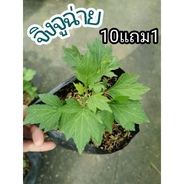 ต้นจิงจูฉ่าย ปลอดสารพิษ ป้องกันมะเร็ง ต้านสารอนุมูลอิสระ ต้นไม้สมุนไพร อภัยภูเบษศน์ ผักสวนครัว รักษา ป้องกัน บำรุง ปุ๋ย