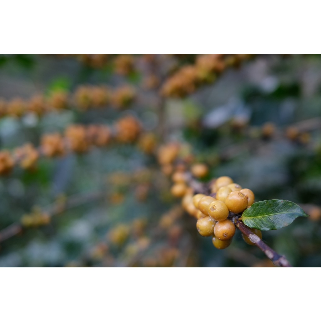 MT Honey Process ขนาด 250g. Dark Roast เมล็ดกาแฟคั่วเข้ม ดอยแม่จันใต้  คั่วเข้ม + ส่งไว คั่วใหม่ - รูปที่ 2