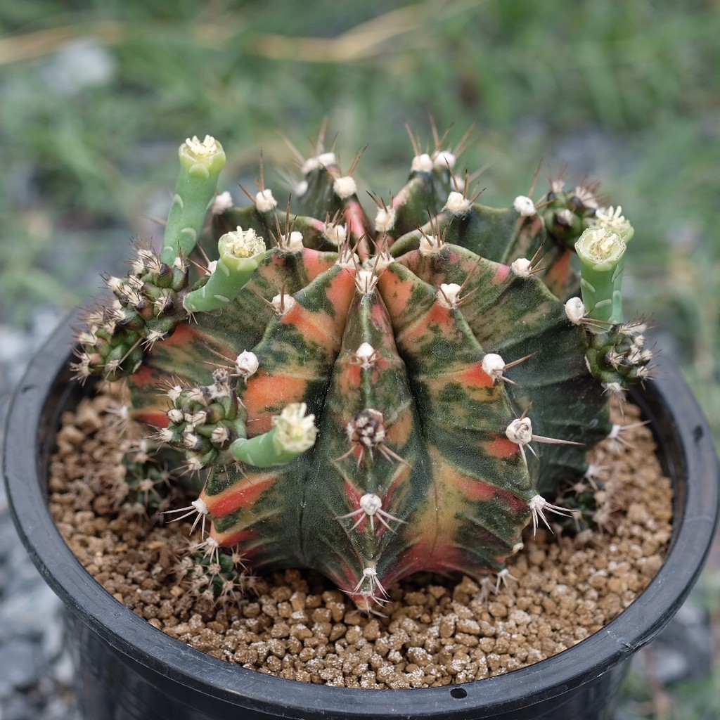 ส่งฟรี!!! ต้นกระบองเพชร Cactus, ยิมโนด่างไม้เพาะเมล็ด , Gymnocalycium Mihanovichii Variegata ( Seedling )