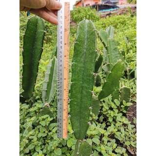 คัดตอคุณภาพดี ตอสามเหลี่ยม​ 11 นิ้ว ตัดสด Cactus แคคตัส กระบองเพชร ราคาถูก​ สามเหลี่ยม​ 3เหลี่ยม ตอ ตลาดตอ ตอกราฟ