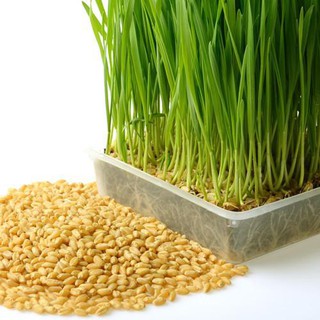 ข้าวสาลี Wheatgrass Seed 100กรัม