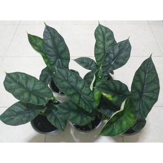 อโลคาเซีย ดราก้อน สเกล Alocasia dragon scale ขนาด กถ.5" เหมาะเอาไปตั้งแม่ใบใหญ่ พุ่มสวย ใบใหญ่ 10-20 เซน สูง 20-25 เซน