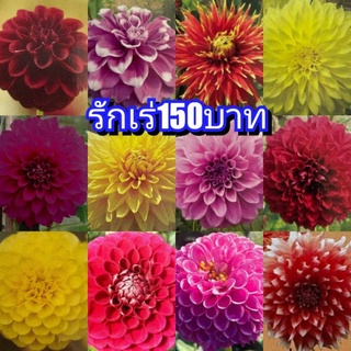 รักเร่​สีสวยๆพร้อ​มปลูก​ ถุงละ150บาท