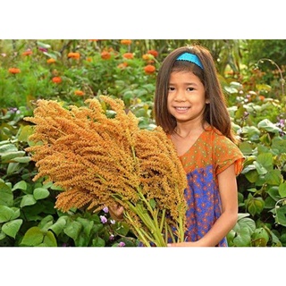 เมล็ดพันธุ์ผักโขมสีทอง โกลเด้น ไจแอนท์ Golden Giant Amaranth Seed บรรจุ 100 เมล็ด ของแท้ คุณภาพดี ราคาถูก