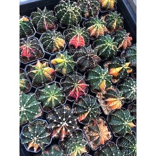 🔥ราคาเบาๆ🌵LB HB ด่าง ต้นโต ขนาดใหญ่มากถึง 5 cm 🧨 sizeออกดอกนะคะ (ทักมาเลือกต้นได้ค่ะ) สวยมาก ทั้งบั้งและสี 🔥