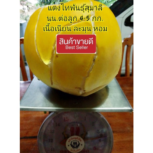 เมล็ดแตงไทยพันธุ์สุมาลี ชุดละ 100 เมล็ด ราคา ถูกที่สุด ดีลบีเคเค
