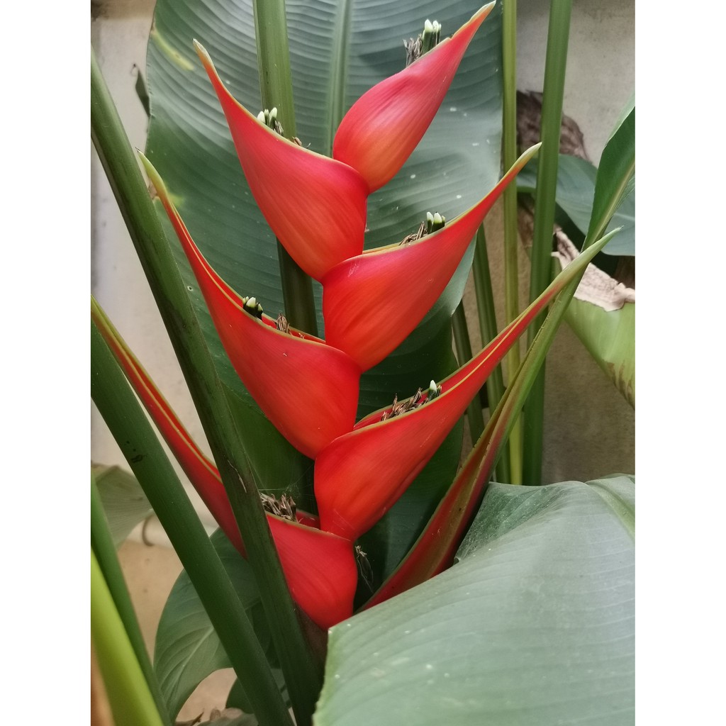 เฮลิโคเนีย บิ๊กบัด Heliconia bihai ‘Big Bud’ 3เหง้า100🦜