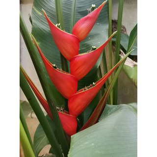 เฮลิโกเนีย บิ๊ดบัด Heliconia bihai ‘Big Bud’ 3เหง้า100🦜