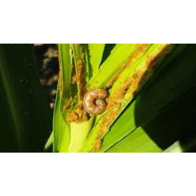 ยากำจัดหนอน แซดบีติน5 อีมาเมกติน5%  10 กรัม - รูปที่ 2