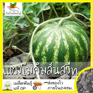 เมล็ดพันธุ์ แตงโมคิมสันสมล็ด Crimson Sweet Watermelon ะเทศ ปลูกผัก สวนครัว ราคาถูก（นี่มันเมล็ดพืช ไม่ใช่พืช!）