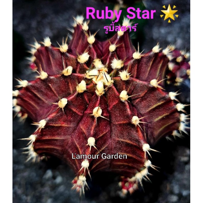 หน่อเด็ดสด "Ruby Star" (รูบี้ สตาร์) 🌟 ยิมโน แคคตัส สวยๆ