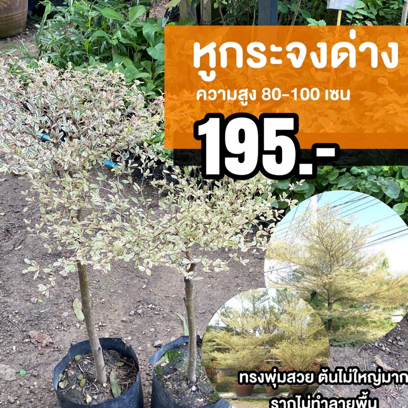 ต้นหูกระจงด่าง (จำนวน 2 ต้น) #หูกระจงด่างขาว #หูกระจง