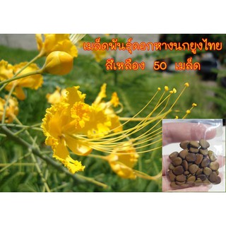 เมล็ดพันธุ์ดอกหางนกยูงไทย  สีเหลือง จัดเป็นไม้พุ่ม  50 เมล็ด มีบริการเก็บเงินปลายทาง