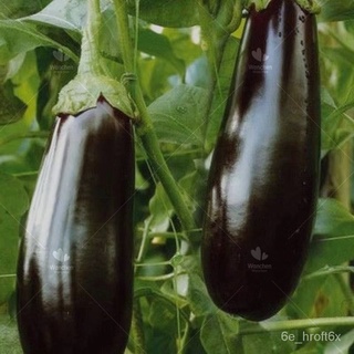 ของแท้ 100% 200 ชิ้น Eggplant Seeds เมล็ดพันธุ์ผัก3a เมล็ดพันธุ์ มะเขือเมล็ดพันธุ์ มะเขือยาวสีม่วง Seeds vegetable ต้นไม