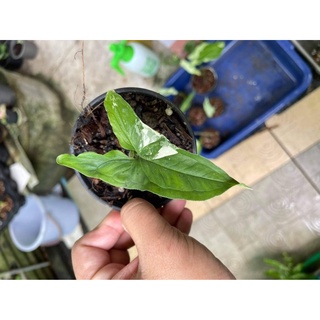ใหลมาด่างขาว🥰🥰🥰🪴🪴🪴🪴🌸🌸🌸