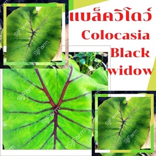 1 ต้น colocasia black widow บอนแบล็ควิโดว์ กระดูกใบสีดำคล้ายหน้ากากฟาโรห์ เด่น สวย ส่งแบบตัดใบออก สินค้าพร้อมจัดส่ง