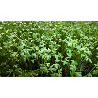 เมล็ดสมุนไพร cressing cress (เครสใบหยัก)