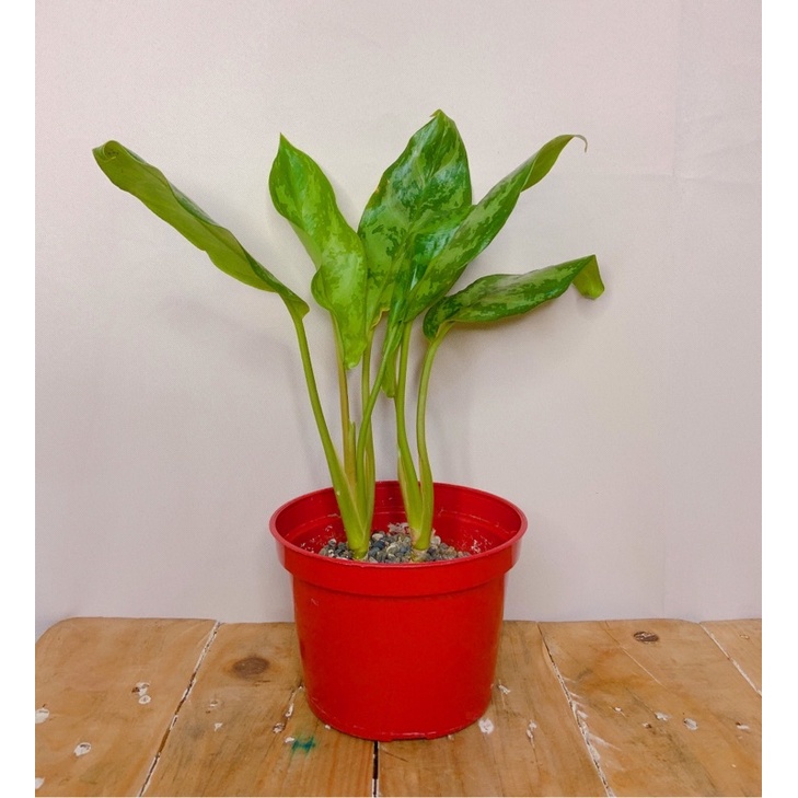 seeds Aglaonema Maria- C50 เมล็ด (ไม่ใช่พืชที่มีชีวิต)