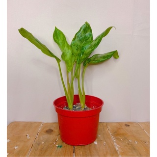 seeds Aglaonema Maria- C50 เมล็ด (ไม่ใช่พืชที่มีชีวิต)