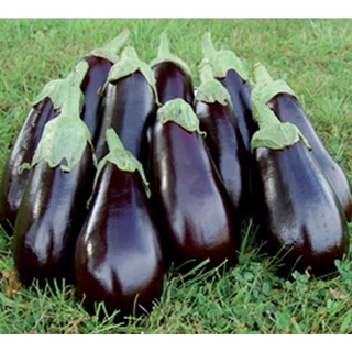 เมล็ดพันธุ์มะเขือม่วง ฟลอริด้า ไฮ บุช Florida High Bush Eggplant Seed เมล็ดพันธุ์แท้คุณภาพดี นำเข้าจากต่างประเทศ