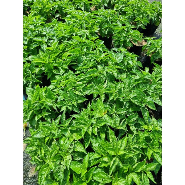 พริกขี้หนูสวน //📌ขั้นต่ำขอ2ต้นขึ้นไป คละกับผักอย่างอื่นได้ค่ะ - รูปที่ 4