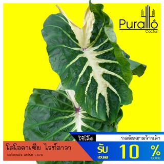 บอน โคโลคาเซีย ไวท์ลาวา Colocasia white lava  #Colocasia #ต้นไม้ด่าง