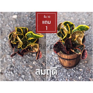 ต้นโกสนพันธุ์ สมฤดี ไซส์เล็ก กระถาง 5" สูง 15-20 เซนติเมตร ซื้อ 10 แถม 1  (จัดส่งแบบถอดกระถาง+รับประกันสินค้า)