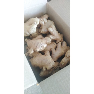 ขิง​ ขายพันธุ์​ขิง1กก100​บาท​(สำหรับ​ปลูก)​