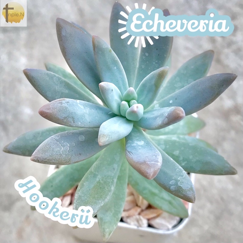 [กุหลาบหินฮุกเกอร์อาย] Echeveria Hookeri ส่งพร้อมกระถาง แคคตัส Cactus Succulent Haworthia Euphorbia ไม้หายาก พืชอวบน้ำ
