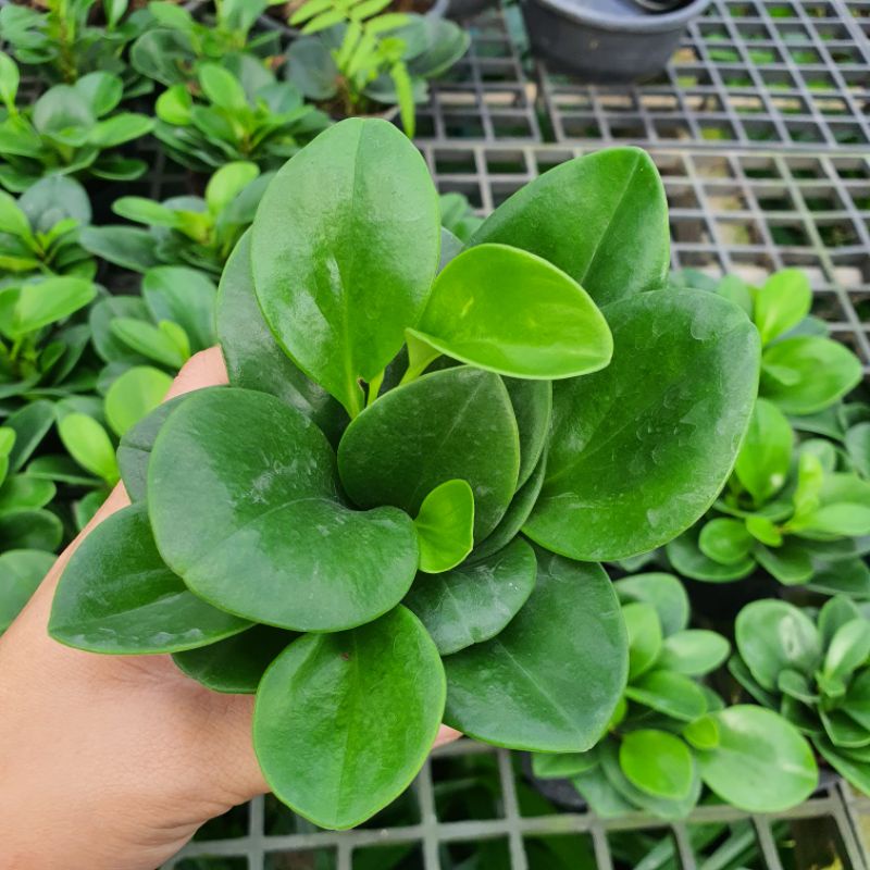 เปเปอร์หยก กระถาง 3 นิ้ว – Baby Rubber Plant