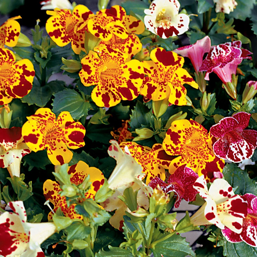 มิมิวลัส / ไทเกอร์ มังกี้ mimulus tigrinus tiger monkey 200 เมล็ด