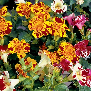 เมล็ดพันธุ์ มิมิวลัส / ไทเกอร์ มังกี้ mimulus tigrinus tiger monkey 400 เมล็ด เมล็ดพันธุ์นำเข้าจาก อังกฤษ