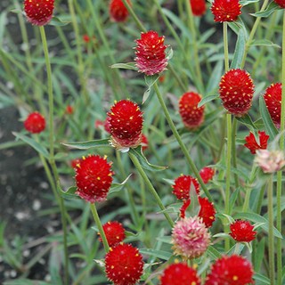 เมล็ดพันธุ์ บานไม่รู้โรย สีแดง Gomphrena Mix Seeds 100 เมล็ด