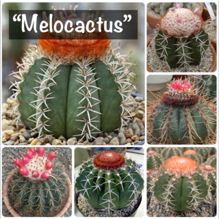 เมล็ดพันธุ์ กระบองเพชร🌵”Melocactus”(เมโล)