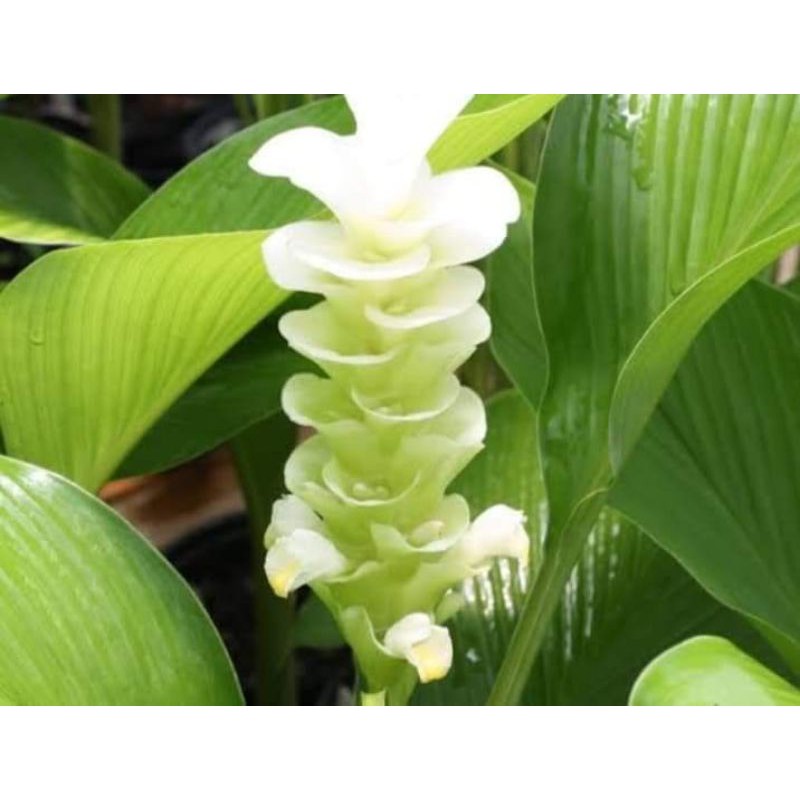 🌿ต้นขมิ้นขาว พร้อมปลูก🌿