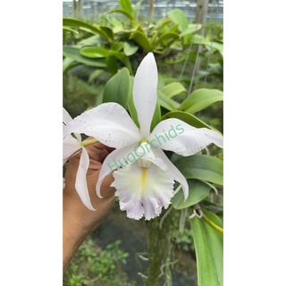 ต้นกล้วยไม้ Cattleya Seabreeze (ซีบีช) ต้นพร้อมให้ดอก