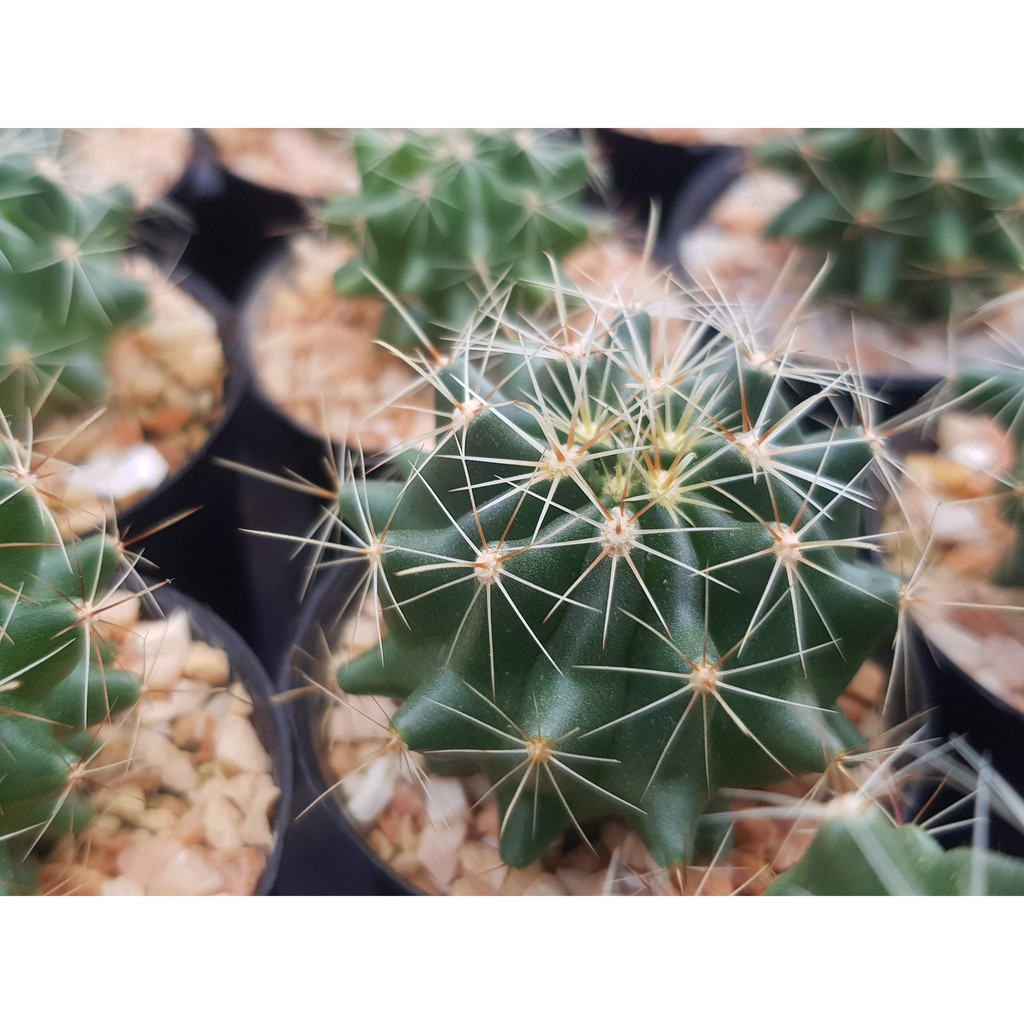 แคคตัส ฮามาโตะ ฮามาโต Hamatocactus