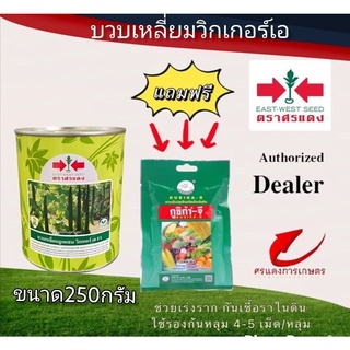 เมล็ดพันธุ์ บวบเหลี่ยมวิกเกอร์ เอ 250g แถมกูซิก้าจีซองเล็ก
