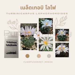 เมล็ดกระบองเพชร เมล็ดแคคตัส  เมล็ด Turbinicarpus lophophoroides 10 เมล็ด