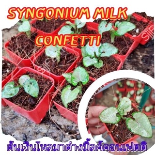 1 กระถาง ต้นเงินไหลมาไซโกเนียมมิ้วคอนเฟตติ Syngonium milk confetti ขนาดกระถาง 2.5นิ้ว จัดส่งแบบยกกระถาง คละต้นส่ง