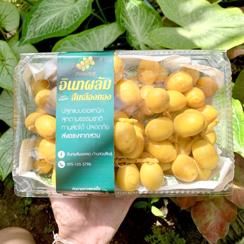 อินทผลัมสด สีเหลือง สดใหม่ตัดทุกเช้า จัดส่งไว สายพันธุ์บาฮี