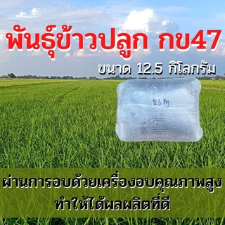 พันธุ์ข้าวปลูก กข47 เมล็ดพันธุ์ ข้าวปลูก กข47 เมล็ดพันธุ์ข้าว พันธุ์ข้าว กข.47 ให้ผลผลิตดี (12.5 กิโล)