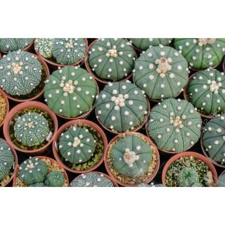 แอสโตร Astrophytum  แอสโตรไฟตัม แอสทีเรียส (astrophytum asterias)