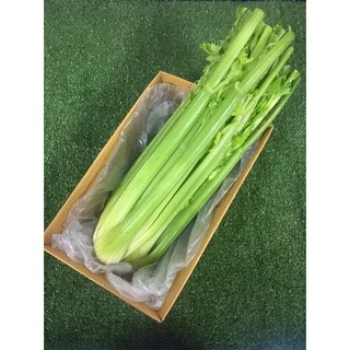 เซเลอรี่สด ปลอดสารพิษ- เซเรอลี่ มีใบรับรองปลอดสาร เซรารี่ เซลารี่ Celery ผักสด ขึ้นฉ่ายฝรั่ง ขึ้นช่ายฝรั่ง