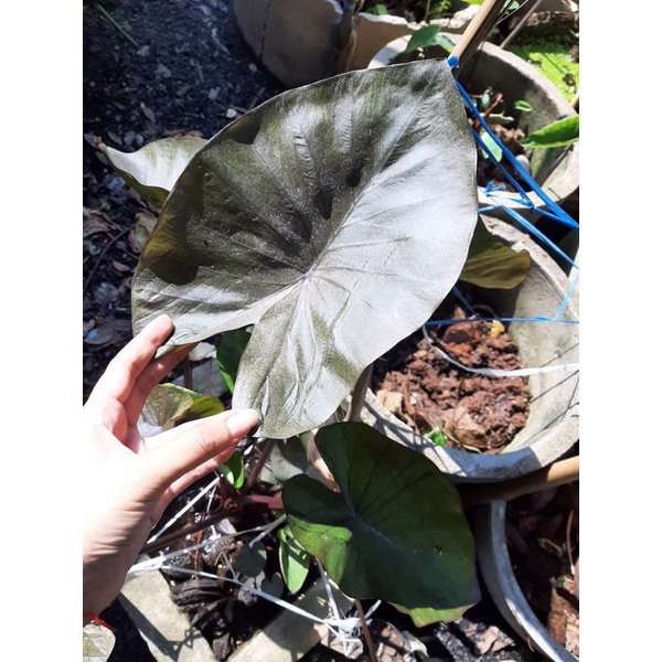 บอนดำ โคน่าคอฟฟี่ Colocasia kona coffee